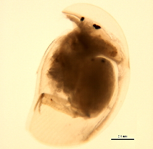  ( - 08PROBE-JM065)  @12 [ ] CreativeCommons - Attribution (2010) CBG Photography Group Centre for Biodiversity Genomics