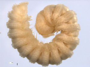  ( - Vn0312-27-002)  @11 [ ] CreativeCommons - Attribution (2010) CBG Photography Group Centre for Biodiversity Genomics