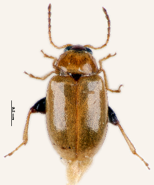  (Aphthona sp. 231SA - CCDB-46112-G11)  @11 [ ] CreativeCommons - Attribution Share-Alike (2024) Hathal M Aldhafer King Saud University, Museum of Arthropods