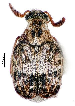  ( - CCDB-46112-A12)  @11 [ ] CreativeCommons - Attribution Share-Alike (2024) Hathal M Aldhafer King Saud University, Museum of Arthropods