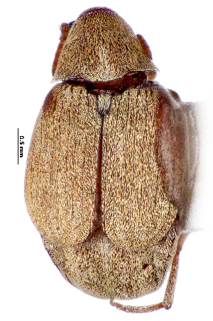  ( - CCDB-46112-B02)  @11 [ ] CreativeCommons - Attribution Share-Alike (2024) Hathal M Aldhafer King Saud University, Museum of Arthropods