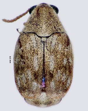  ( - CCDB-46112-B04)  @11 [ ] CreativeCommons - Attribution Share-Alike (2024) Hathal M Aldhafer King Saud University, Museum of Arthropods