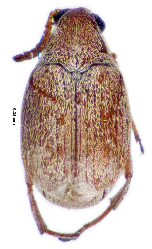  ( - CCDB-46112-B08)  @11 [ ] CreativeCommons - Attribution Share-Alike (2024) Hathal M Aldhafer King Saud University, Museum of Arthropods