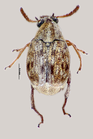  (Bruchus sp. 1332SA - CCDB-46112-B09)  @11 [ ] CreativeCommons - Attribution Share-Alike (2024) Hathal M Aldhafer King Saud University, Museum of Arthropods