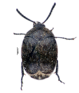  (Bruchus sp. 3516SA - CCDB-46112-B11)  @11 [ ] CreativeCommons - Attribution Share-Alike (2024) Hathal M Aldhafer King Saud University, Museum of Arthropods
