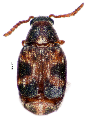  ( - CCDB-46112-C01)  @11 [ ] CreativeCommons - Attribution Share-Alike (2024) Hathal M Aldhafer King Saud University, Museum of Arthropods