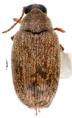  (Caryedon acaciae - CCDB-46112-C06)  @11 [ ] CreativeCommons - Attribution Share-Alike (2024) Hathal M Aldhafer King Saud University, Museum of Arthropods