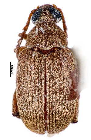  (Caryedon nongoniermai - CCDB-46112-C08)  @11 [ ] CreativeCommons - Attribution Share-Alike (2024) Hathal M Aldhafer King Saud University, Museum of Arthropods