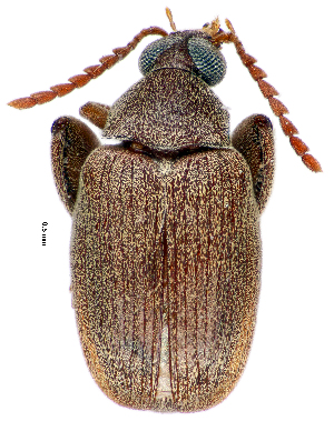  (Caryedon sp. 839SA - CCDB-46112-C10)  @11 [ ] CreativeCommons - Attribution Share-Alike (2024) Hathal M Aldhafer King Saud University, Museum of Arthropods