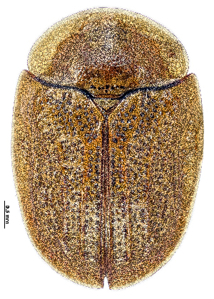  ( - CCDB-46111-A09)  @11 [ ] CreativeCommons - Attribution Share-Alike (2024) Hathal M Aldhafer King Saud University, Museum of Arthropods