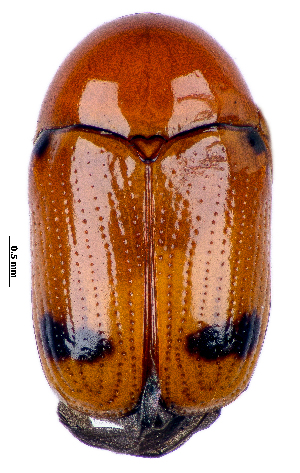  (Cryptocephalus saudiensis - CCDB-46112-F03)  @11 [ ] CreativeCommons - Attribution Share-Alike (2024) Hathal M Aldhafer King Saud University, Museum of Arthropods