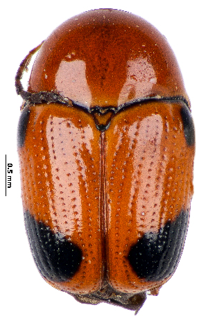  ( - CCDB-46112-F03)  @11 [ ] CreativeCommons - Attribution Share-Alike (2024) Hathal M Aldhafer King Saud University, Museum of Arthropods