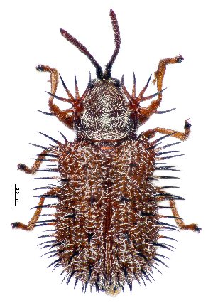  (Dicladispa pallescens - CCDB-46111-C05)  @11 [ ] CreativeCommons - Attribution Share-Alike (2024) Hathal M Aldhafer King Saud University, Museum of Arthropods