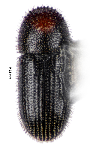  ( - CCDB-46112-E12)  @11 [ ] CreativeCommons - Attribution Share-Alike (2024) Hathal M Aldhafer King Saud University, Museum of Arthropods