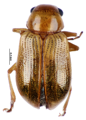  ( - CCDB-46112-G04)  @11 [ ] CreativeCommons - Attribution Share-Alike (2024) Hathal M Aldhafer King Saud University, Museum of Arthropods