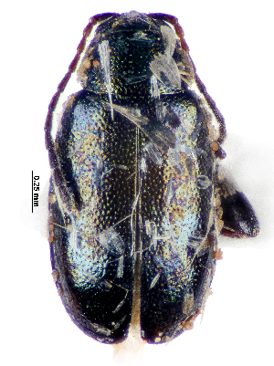  ( - CCDB-46111-H02)  @11 [ ] CreativeCommons - Attribution Share-Alike (2024) Hathal M Aldhafer King Saud University, Museum of Arthropods