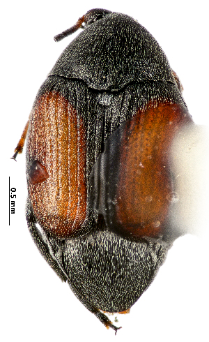  ( - CCDB-46112-D08)  @11 [ ] CreativeCommons - Attribution Share-Alike (2024) Hathal M Aldhafer King Saud University, Museum of Arthropods