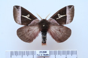  (Dirphiopsis lombardi - BC-CGCM-23.099)  @14 [ ] Copyright (2010) Carlos Mielke Research Collection of Carlos Mielke
