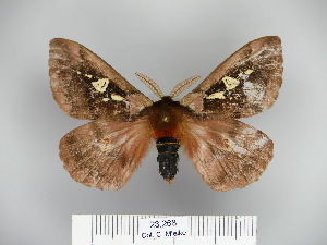  (Dirphiopsis ayuruoca - BC-CGCM 23.268)  @14 [ ] Copyright (2010) Carlos Mielke Research Collection of Carlos Mielke