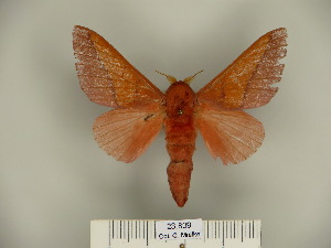  (Adeloneivaia schubarti - BC-CGCM 23.809)  @14 [ ] Copyright (2010) Carlos Mielke Research Collection of Carlos Mielke