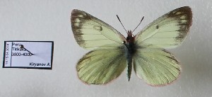  (Colias flaveola weberbaueri - AVK027)  @12 [ ] Unspecified (default): All Rights Reserved  Unspecified Unspecified