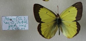  (Colias philodice guatemalena - AVK036)  @12 [ ] Unspecified (default): All Rights Reserved  Unspecified Unspecified