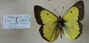  (Colias philodice guatemalena - AVK037)  @12 [ ] Unspecified (default): All Rights Reserved  Unspecified Unspecified