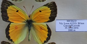  (Colias eurytheme - AVK129)  @14 [ ] Unspecified (default): All Rights Reserved  Unspecified Unspecified