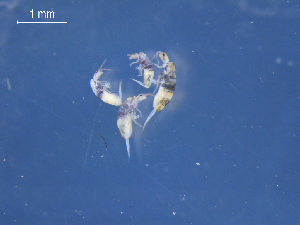  (Homidia similis - SAEVG_Morph0015)  @11 [ ] Unspecified (default): All Rights Reserved  Unspecified Unspecified