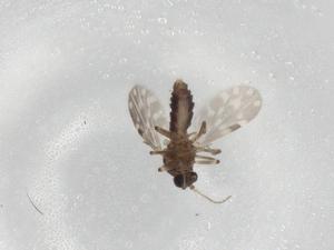  ( - BIOUG90114-C09)  @11 [ ] CreativeCommons - Attribution (2022) Centre for Biodiversity Genomics Centre for Biodiversity Genomics