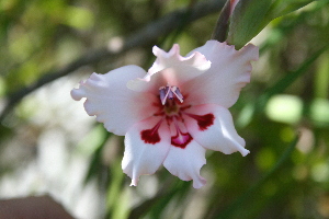  (Gladiolus carneus - AM0130)  @11 [ ] CreativeCommons - Attribution Non-Commercial Share-Alike (2011) Maria (Masha) Kuzmina Canadian Center for DNA Barcoding