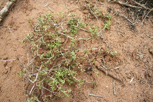  (Crassula expensa - AM0236)  @11 [ ] CreativeCommons - Attribution Non-Commercial Share-Alike (2011) Maria (Masha) Kuzmina Canadian Center for DNA Barcoding