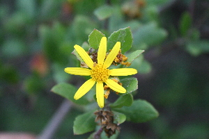  (Chrysanthemoides monilfera - AM0281)  @14 [ ] CreativeCommons - Attribution Non-Commercial Share-Alike (2011) Maria (Masha) Kuzmina Canadian Center for DNA Barcoding