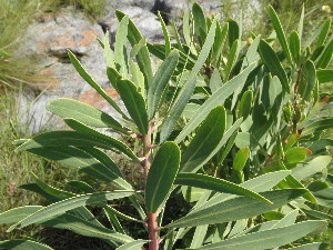  (Protea caffra subsp caffra - Abbott9164)  @11 [ ] Unspecified (default): All Rights Reserved  Unspecified Unspecified