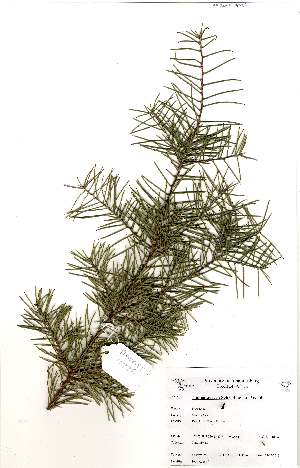  (Hakea sericea - Abbott9226)  @11 [ ] No Rights Reserved  Unspecified Unspecified