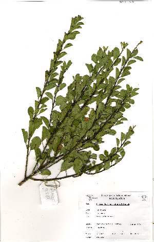  (Clutia abyssinica - Abbott9231)  @11 [ ] No Rights Reserved  Unspecified Unspecified