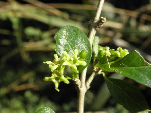  (Canthium spinosum - Abbott9256)  @11 [ ] No Rights Reserved (2011) Olivier Maurin University of Johannesburg