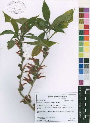  (Metarungia pubinervia - Burrows12818)  @11 [ ] No Rights Reserved  Unspecified Unspecified