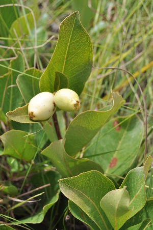  ( - Burrows13474)  @11 [ ] CreativeCommons - Attribution Non-Commercial Share-Alike (2014) John E. Burrows Buffelskloof Nature Reserve Herbarium (BNRH)