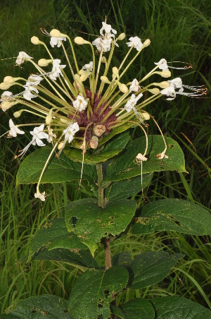  ( - Burrows13497)  @11 [ ] CreativeCommons - Attribution Non-Commercial Share-Alike (2014) John E. Burrows Buffelskloof Nature Reserve Herbarium (BNRH)