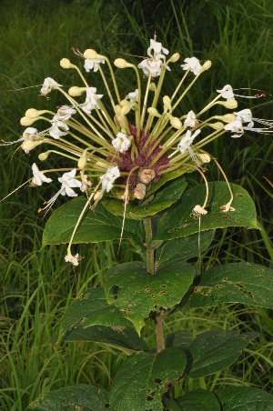  ( - Burrows13497)  @11 [ ] CreativeCommons - Attribution Non-Commercial Share-Alike (2014) John E. Burrows Buffelskloof Nature Reserve Herbarium (BNRH)