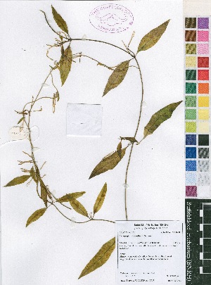 ( - Burrows13515)  @11 [ ] CreativeCommons - Attribution Non-Commercial Share-Alike (2014) John E. Burrows Buffelskloof Nature Reserve Herbarium (BNRH)