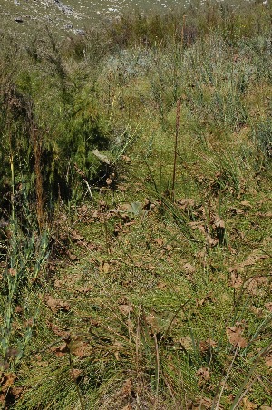  ( - DGE046-26.03.2011)  @11 [ ] No Rights Reserved  Unspecified Unspecified