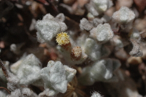  (Helichrysum saxicola - DGE111-26.03.2011)  @11 [ ] No Rights Reserved  Unspecified Unspecified