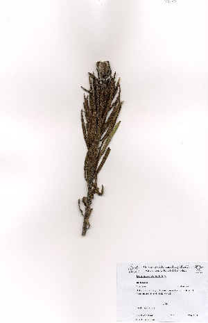  (Lobostemon argenteus - DGE138-26.03.2011)  @11 [ ] No Rights Reserved  Unspecified Unspecified
