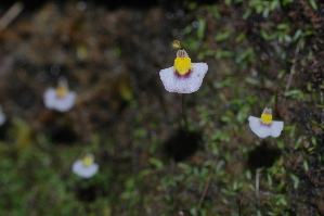  (Utricularia bisquamata - DGE149-26.03.2011)  @11 [ ] No Rights Reserved  Unspecified Unspecified