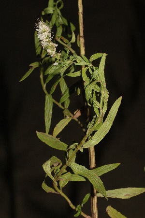  (Mentha longifolia - DGE203-26.03.2011)  @11 [ ] No Rights Reserved  Unspecified Unspecified
