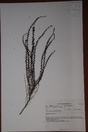  (Jamesbrittenia burkeana - K-0180)  @11 [ ] No Rights Reserved  Unspecified Unspecified