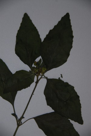  ( - K-0512)  @11 [ ] No Rights Reserved  Unspecified Unspecified