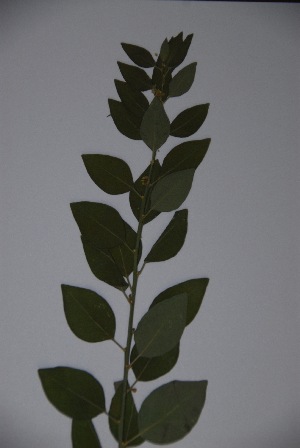  ( - K-0877)  @11 [ ] No Rights Reserved  Unspecified Unspecified